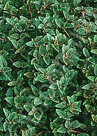 Lysimachia congestiflora 'Persian Carpet'